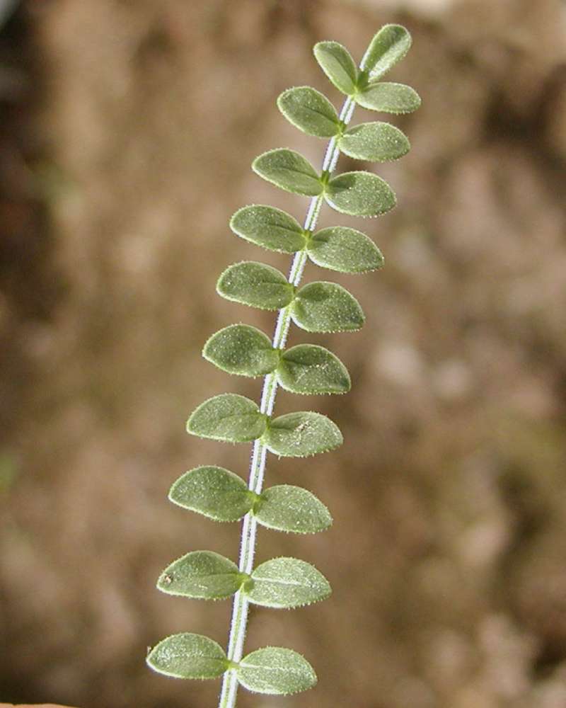 Leaf<br>(Location of Picture: Okanogan, Washington, USA, 2006)