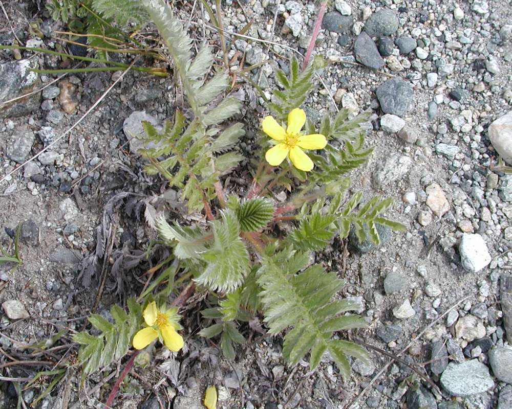Habitat<br>(Location of Picture: Big Goose Lake, Washington, USA, 06)