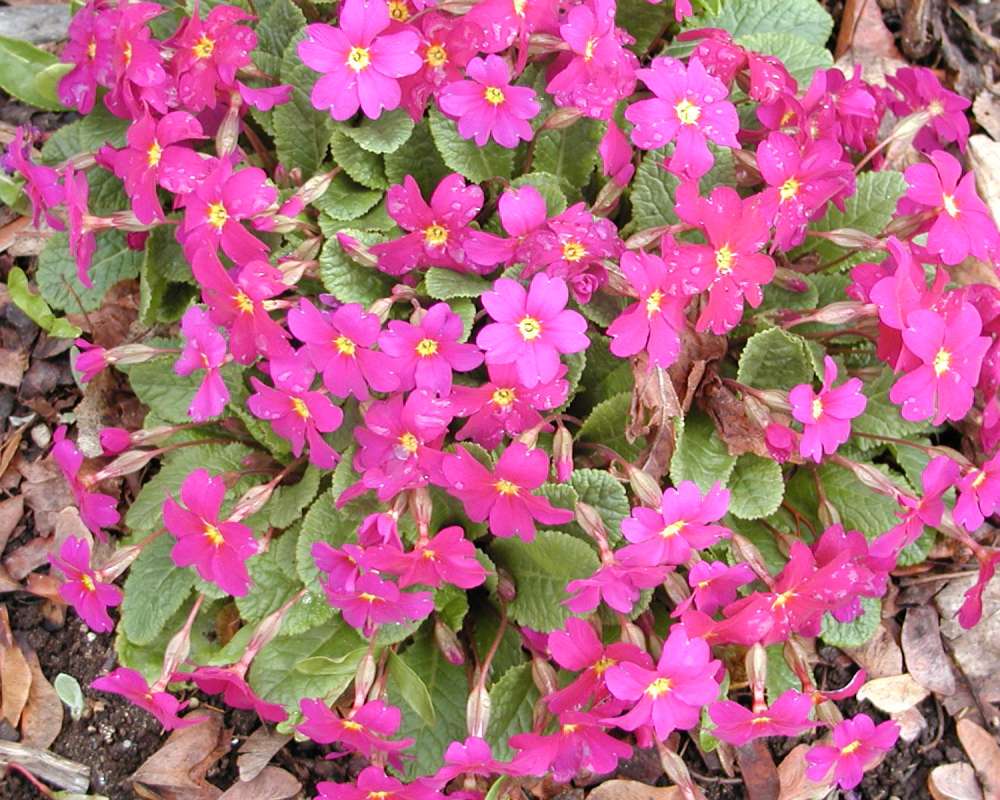 Garden View, Pink Form<br>(Location of Picture: Commercially Grown)