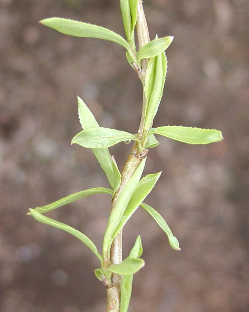 New Leaves<br>(Location of Picture: Ornamental, Okanogan, Washington)