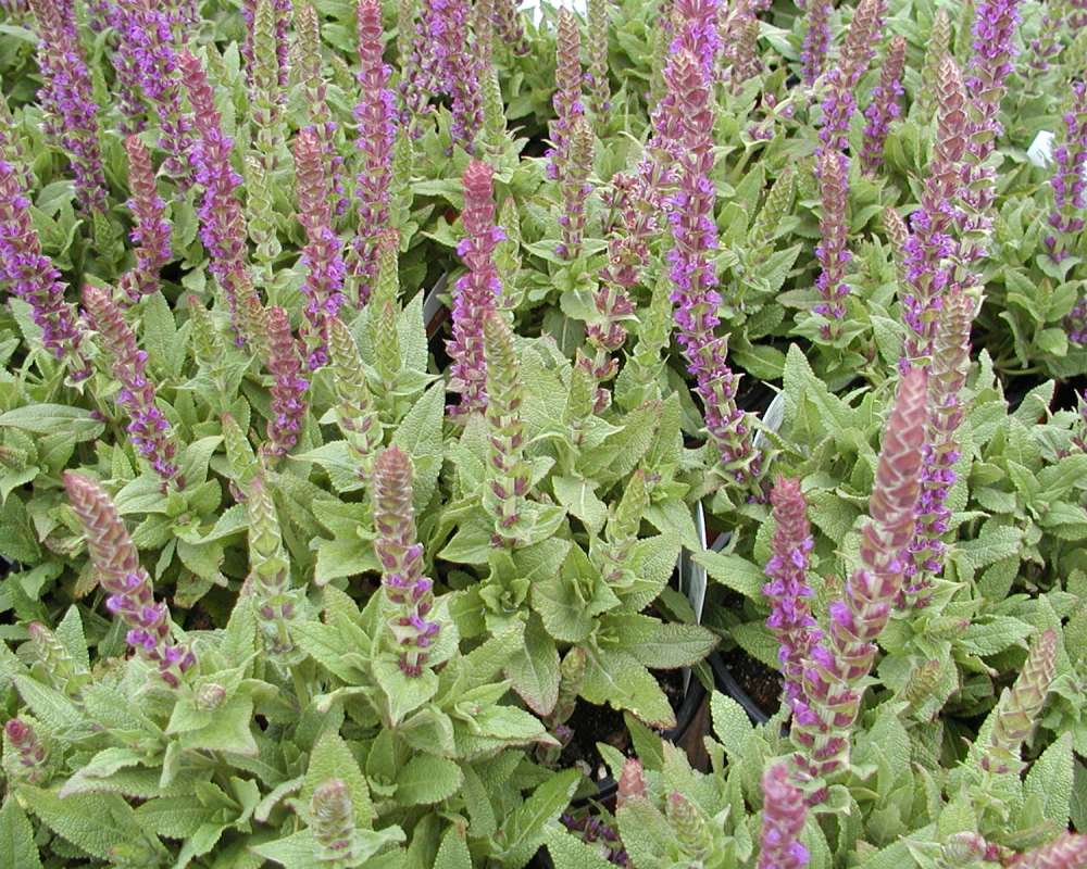 Garden View<br>(Location of Picture: Hamilton Farm, Washington, USA)