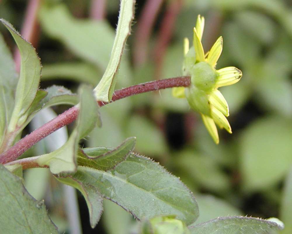 Flower - Side View<br>(Location of Picture: Nelson Flowers, Washington, USA, 06)