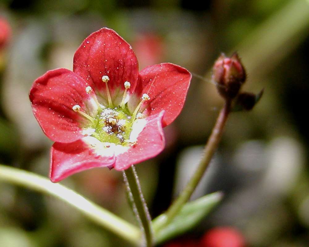 Flower - Front View<br>(Location of Picture: Shady Creek, Washington, USA)