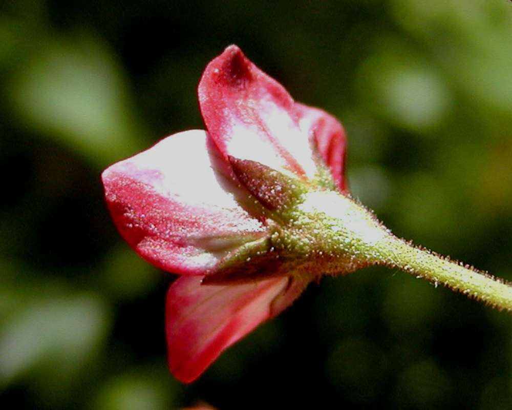 Flower - Rear View<br>(Location of Picture: Shady Creek, Washington, USA)