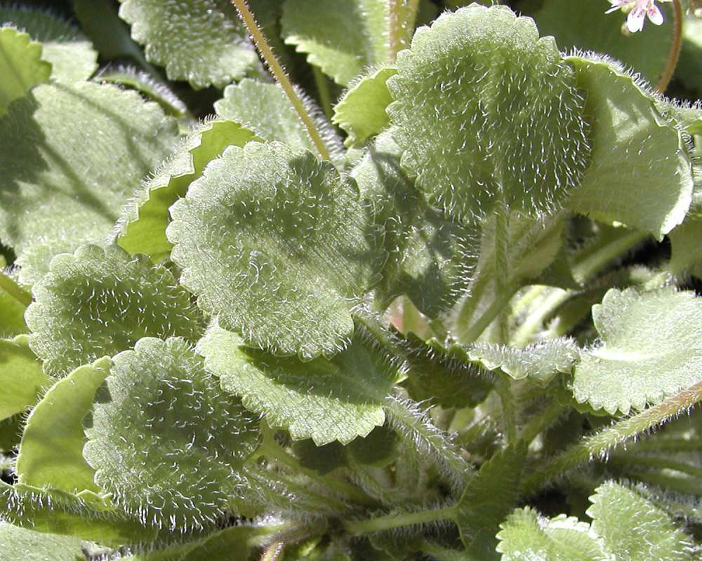 Leaf<br>(Location of Picture: Shady Creek, Washington, USA)