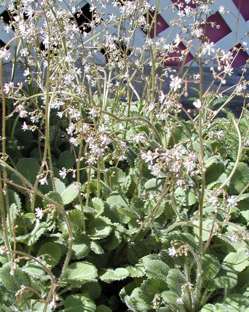 Garden View<br>(Location of Picture: Shady Creek, Washington, USA)