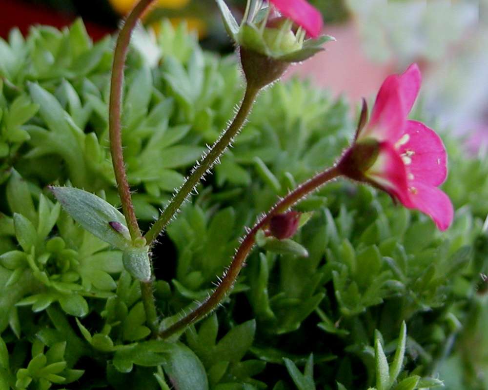 Stem<br>(Location of Picture: Commercially Grown)