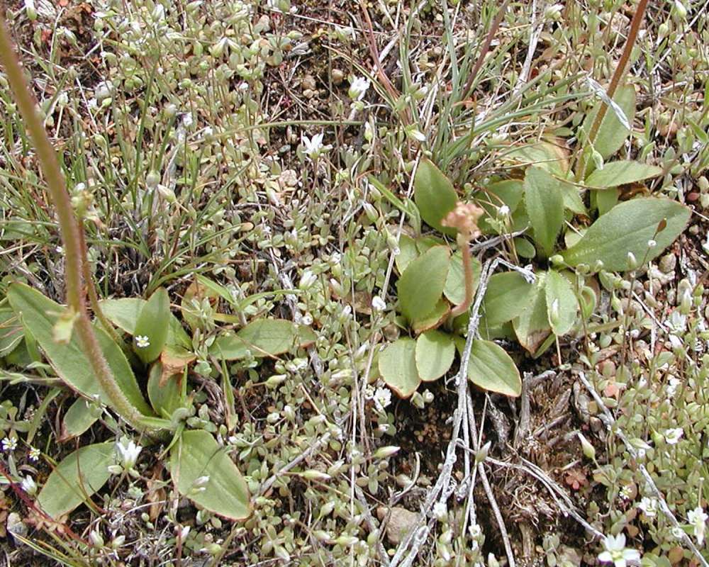 Basal Leaves<br>(Location of Picture: Okanogan, Washington, USA)