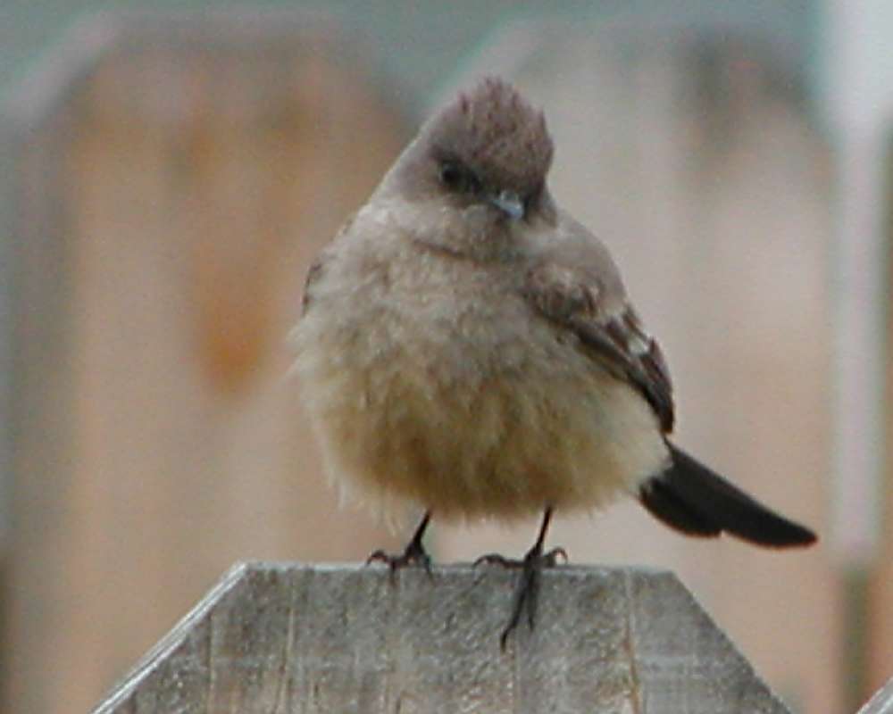 Female On Fence, Front View<br>(Location of Picture: Okanogan, Washington, USA, 2006)