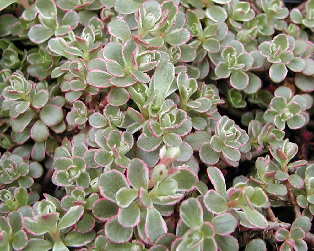 Garden View Of Leaves<br>(Location of Picture: Nelson Flowers, Washington, USA)
