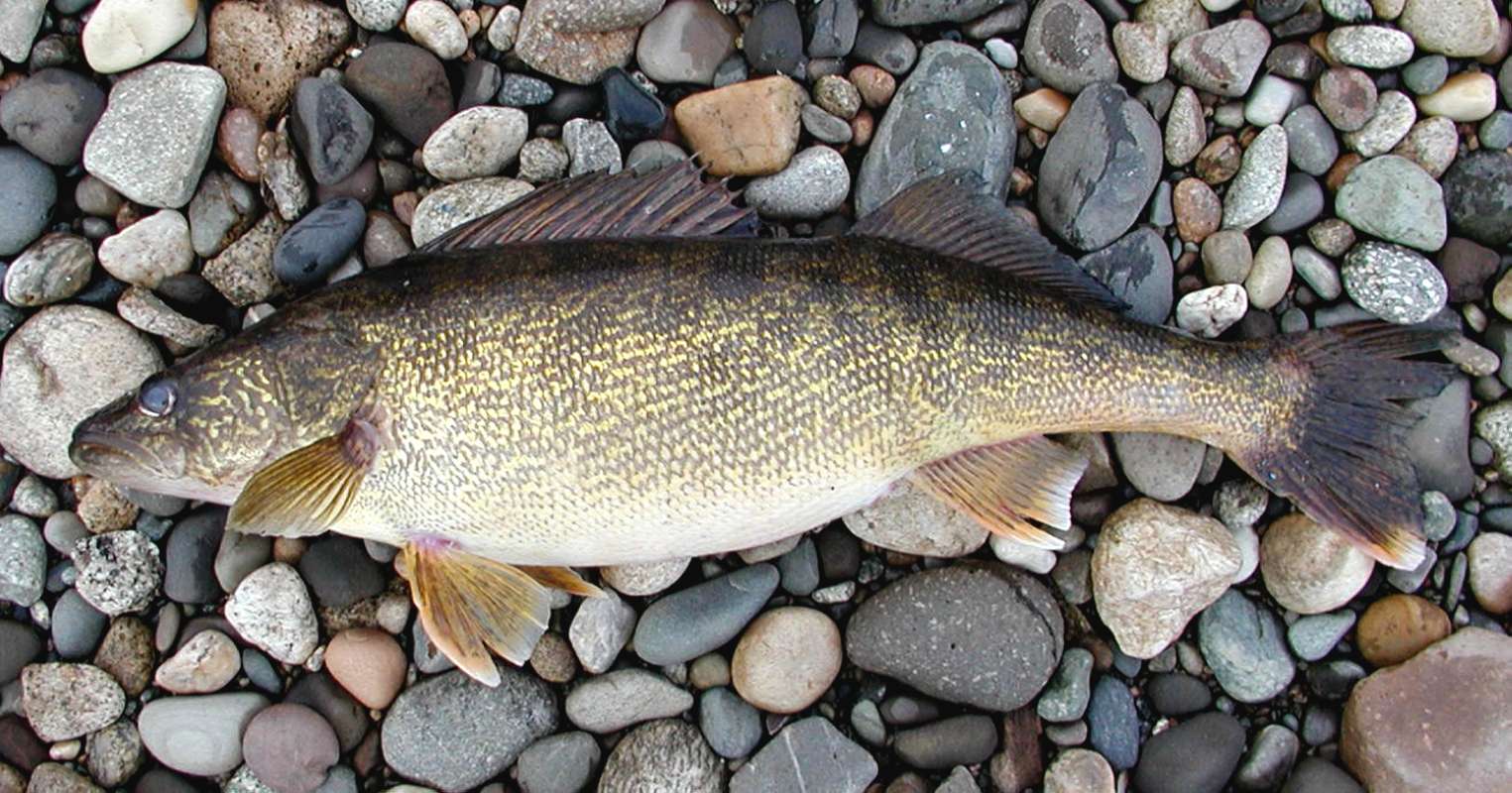 Recent Catch - Silhouette<br>(Location of Picture: Columbia River, Washington, Spring)