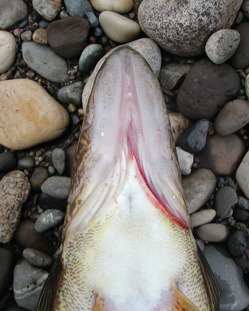 Recent Catch - Underside<br>(Location of Picture: Columbia River, Washington, Spring)