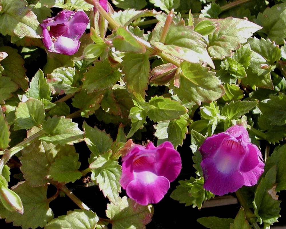 Garden View With Flowers<br>(Location of Picture: Shady Creek, Washington, USA)