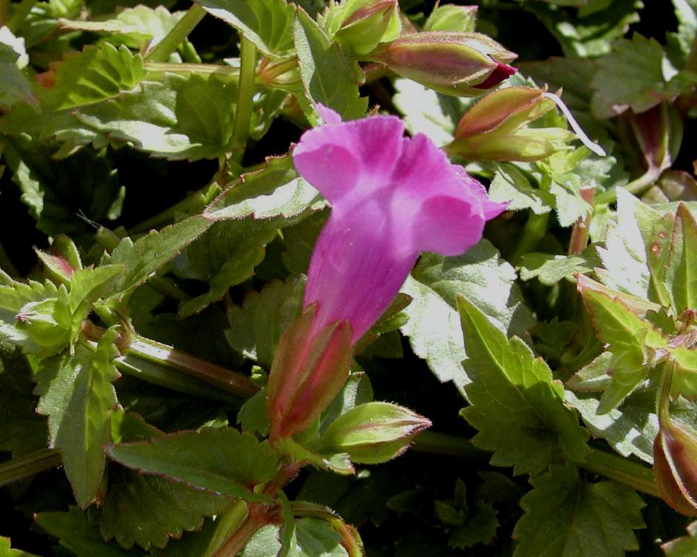 Stem, Leaves, and Flower Base<br>(Location of Picture: Shady Creek, Washington, USA)