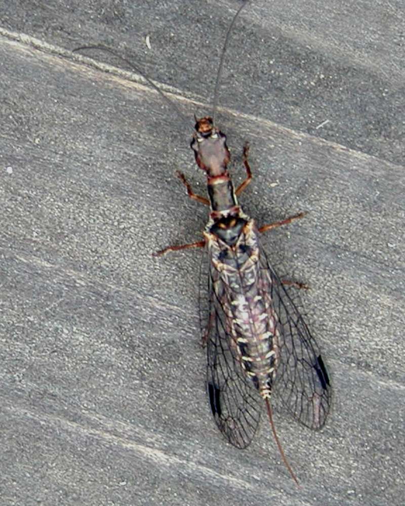 Dorsal View<br>(Location of Picture: Okanogan, Washington, USA, 2006)