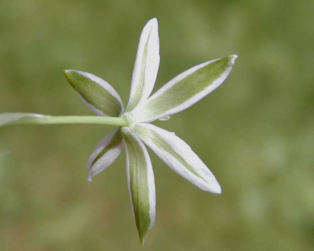Flower - Rear View<br>(Location of Picture: Nursery,monroe, Washington, USA, 06)