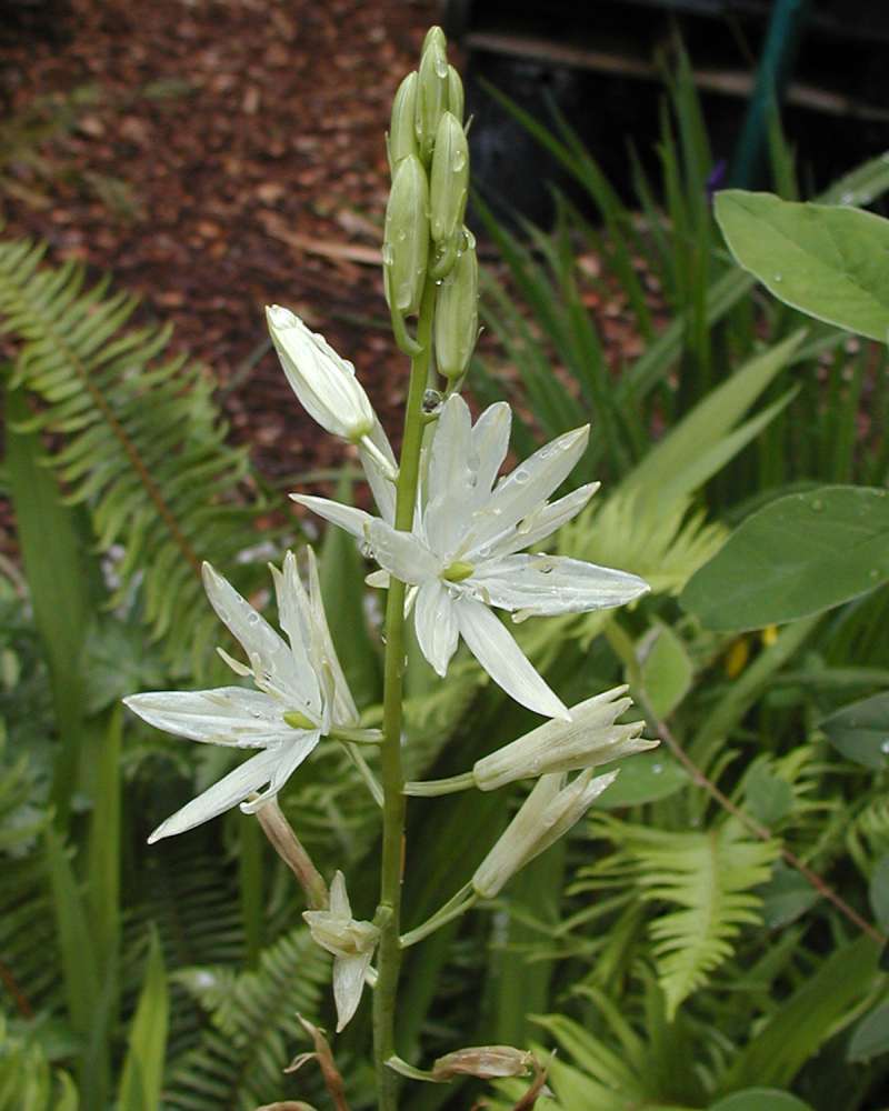 Flower Stalk<br>(Location of Picture: Nursery,monroe, Washington, USA, 06)