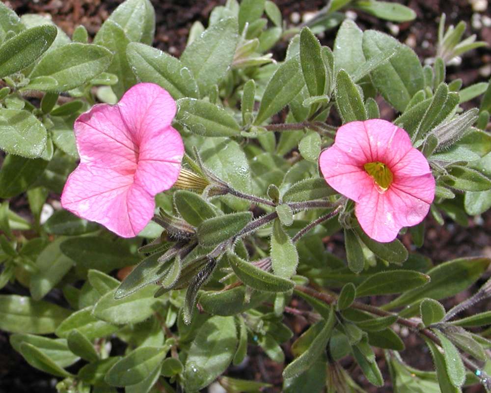 Pink Flowers and Leaves<br>(Location of Picture: Garden, Omak, Washington, USA, 2006)
