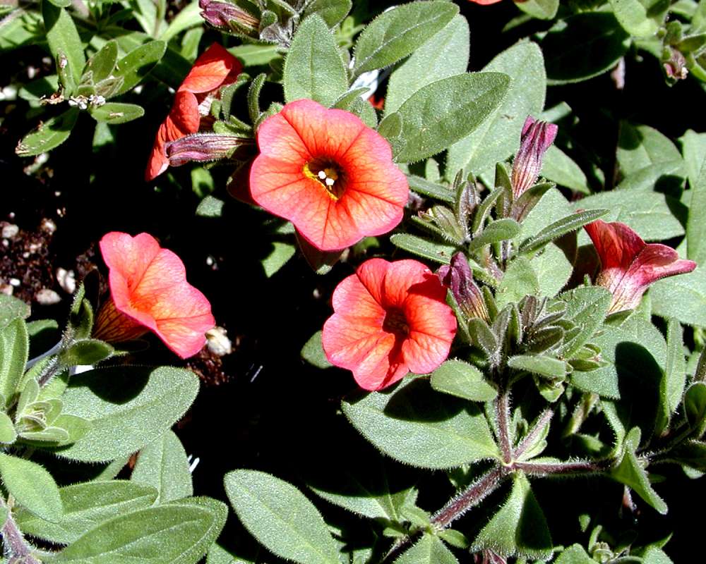 Red Flowers<br>(Location of Picture: Garden, Omak, Washington, USA, 2006)