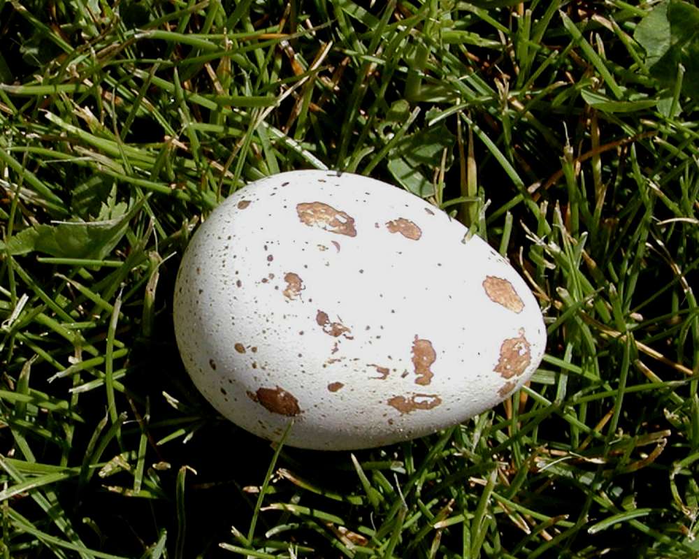 Egg<br>(Location of Picture: Okanogan, Washington, USA)