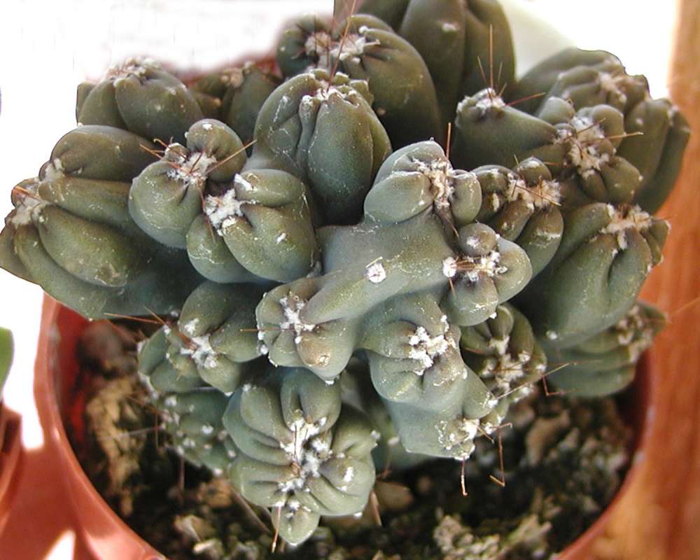 Potted Plant<br>(Location of Picture: Commercially Grown)