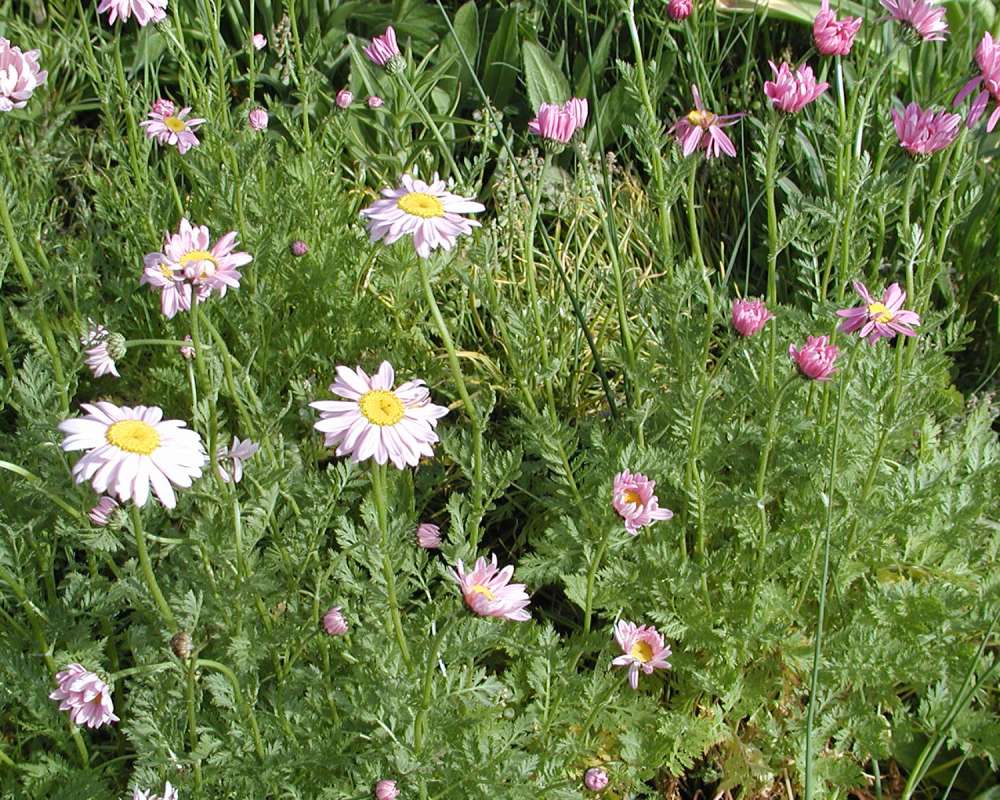 Garden View<br>(Location of Picture: Garden, Okanogan, Washington, 2006)