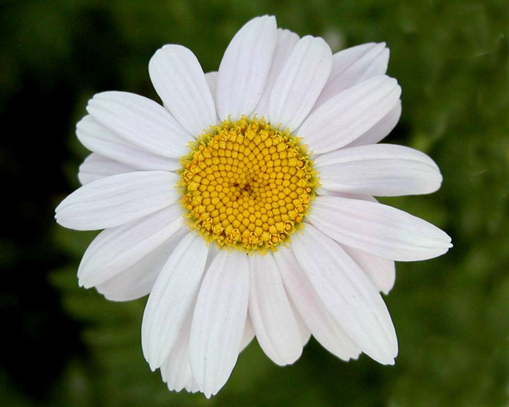 White Flower - Front View<br>(Location of Picture: Garden, Okanogan, Wa, USA, 2006)