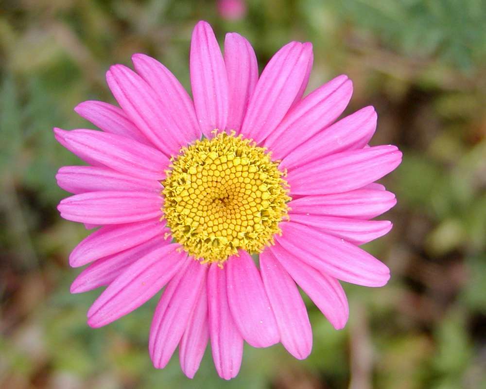 Pink Flower<br>(Location of Picture: Garden, Okanogan, Wa, USA, 2006)