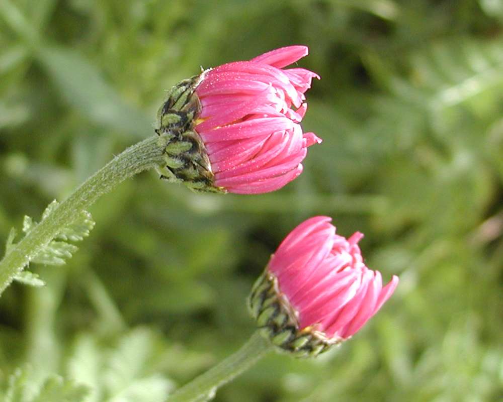 Pink Flower - Side View<br>(Location of Picture: Garden, Okanogan, Wa, USA, 2006)