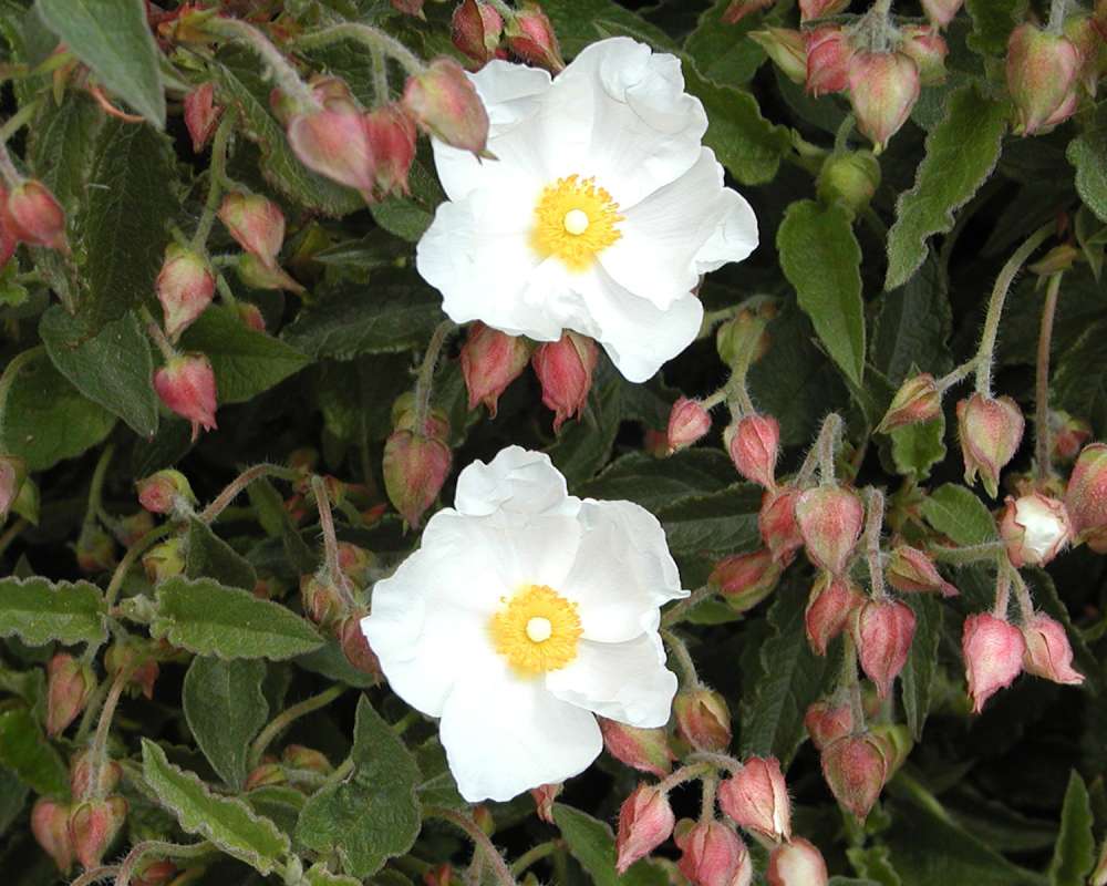 Top Of Plant in  Bloom<br>(Location of Picture: Nursry, Monroe, Washington, 2006)