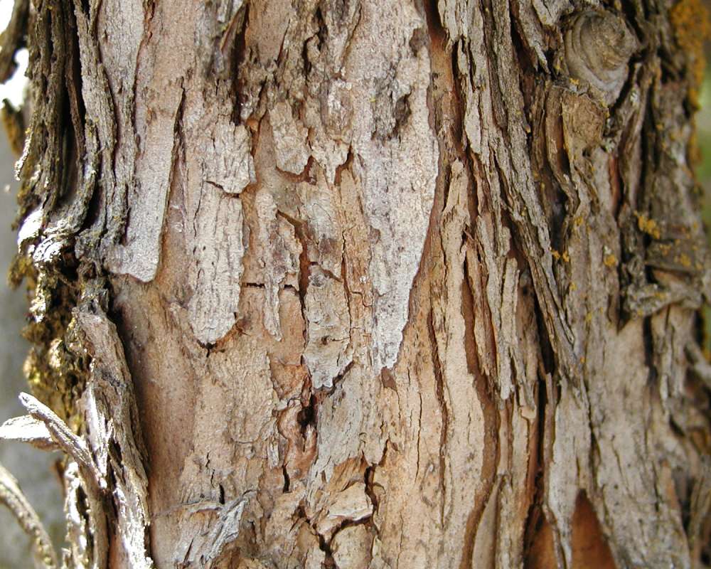 Bark<br>(Location of Picture: Garden, Okanogan, Washington, USA)