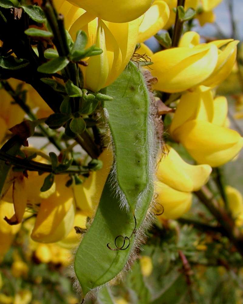 Pods<br>(Location of Picture: Nursery, Monroe, Washington, USA)
