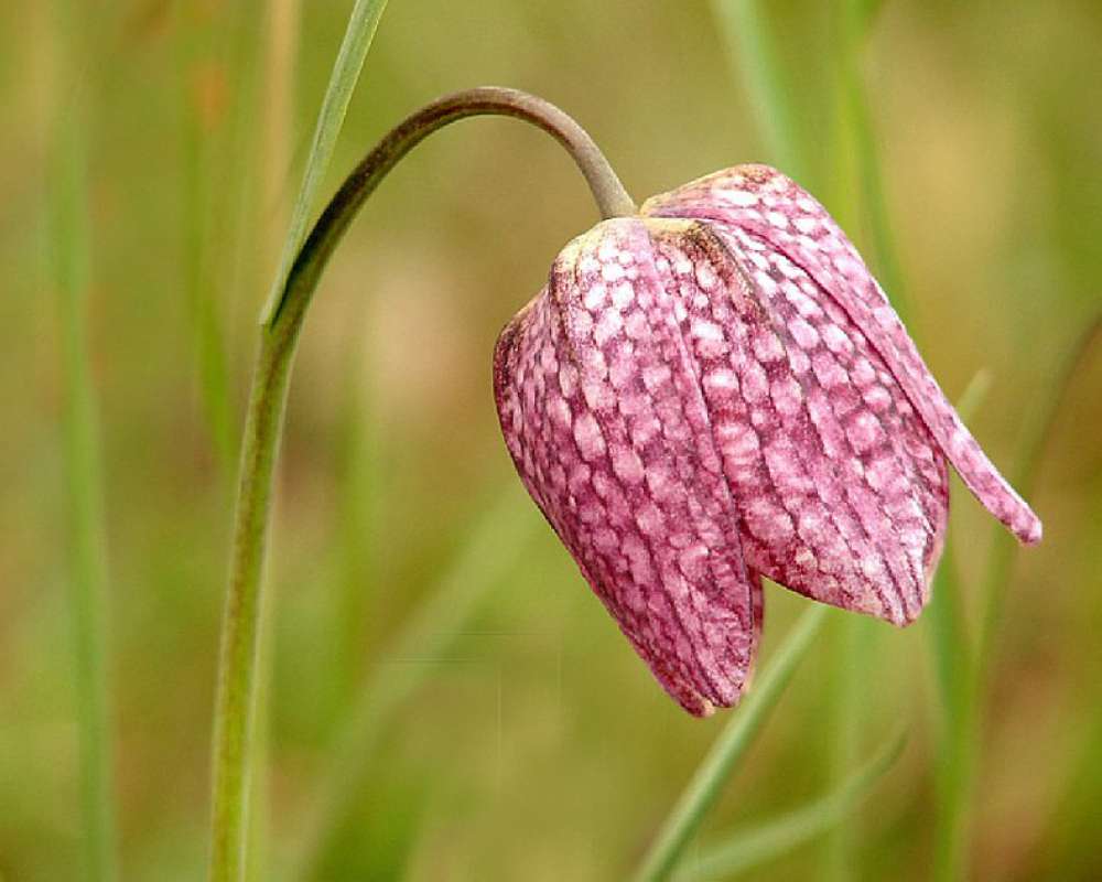 Flower - Side View<br>(Location of Picture: Nursery, Monroe, Washington, USA)