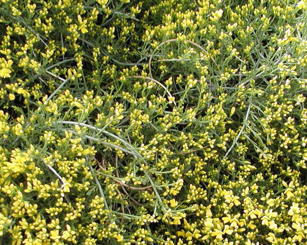 Garden View<br>(Location of Picture: Ornamental, Leavenworth, Wa, 2006)