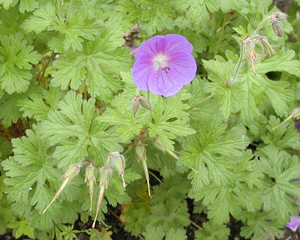 Flower and Leaves<br>(Location of Picture: Nursery, Onroe, Washington, USA, 06)