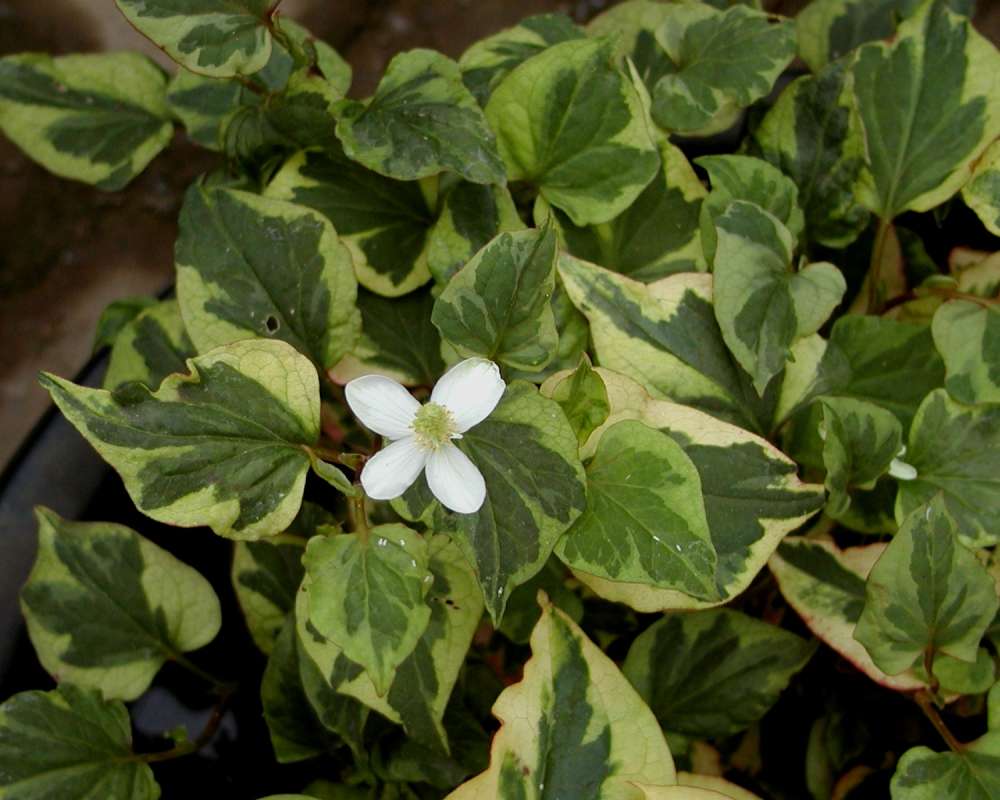 Flower and Leaves<br>(Location of Picture: Nursery, Monroe, Wa, USA, 2006)