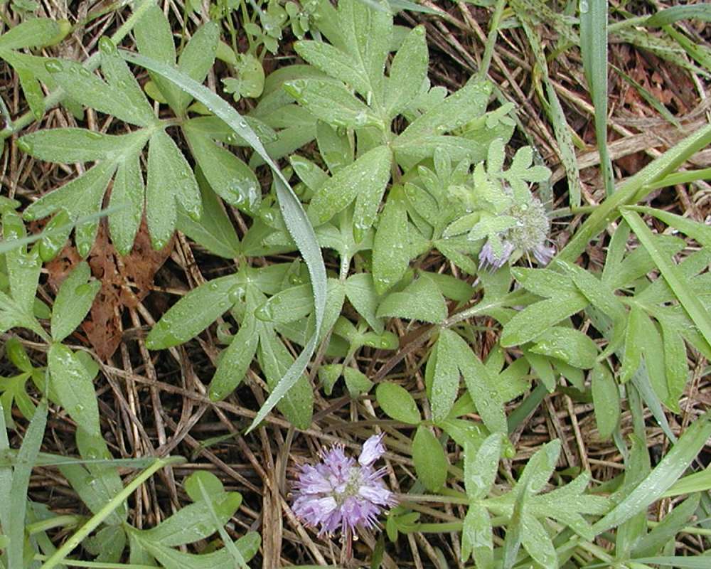 Habitat View<br>(Location of Picture: Blewitt Pass, Washington, 2006)