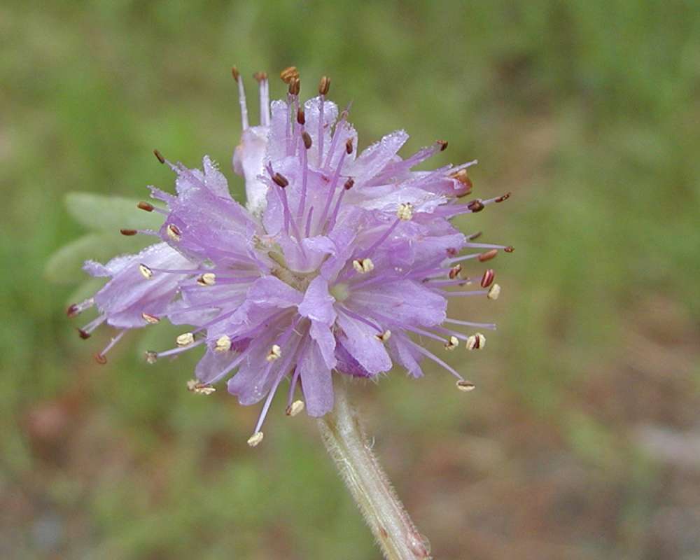 Flower<br>(Location of Picture: Blewitt Pass, Washington, 2006)
