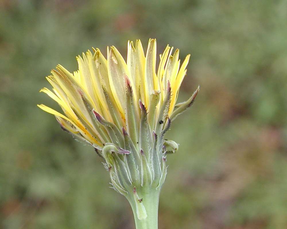 Flower - Side View<br>(Location of Picture: Nursrey, Monroe, Washington, USA)
