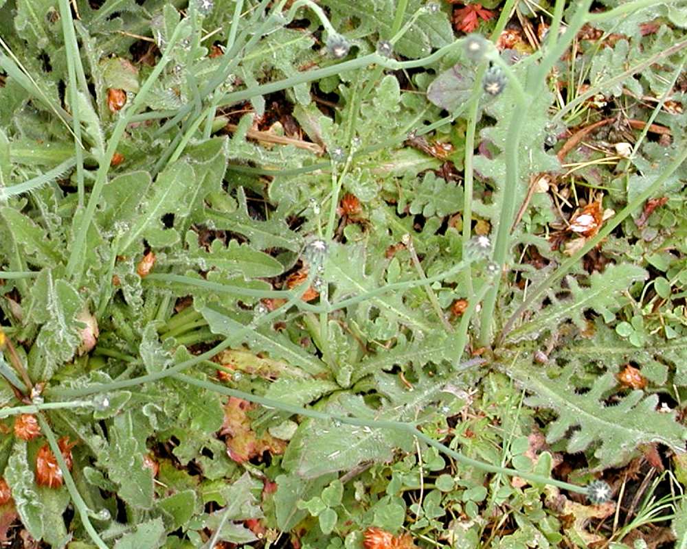 Basal Leaves in  Habitat<br>(Location of Picture: Nursrey, Monroe, Washington, USA)