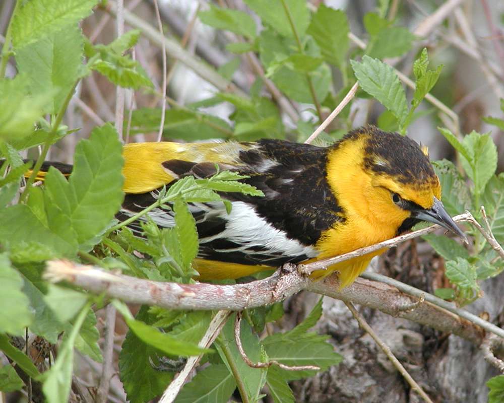 Habitat - Close View in  Tree<br>(Location of Picture: Columbia River, Washington, 2006)
