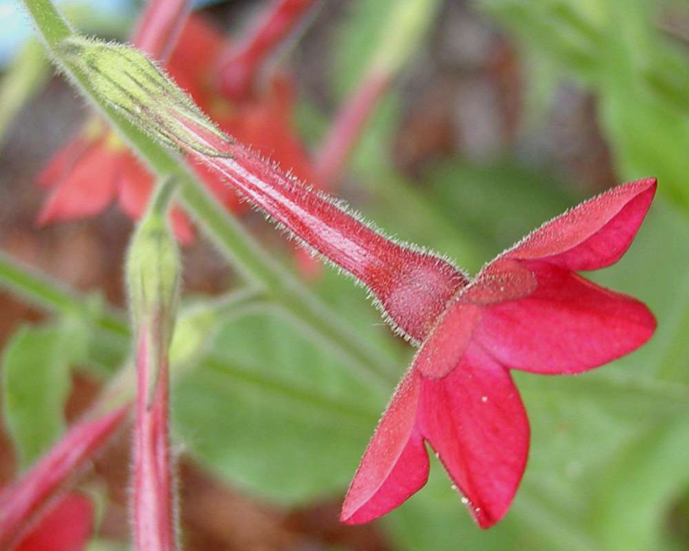 Flower - Side View<br>(Location of Picture: Garden, Leavenworth, Washington, 06)