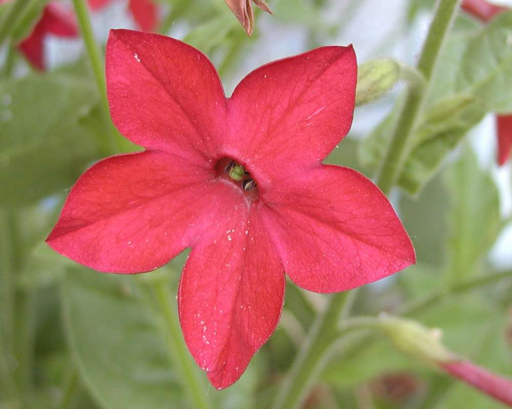 Flower - Front View<br>(Location of Picture: Garden, Leavenworth, Washington, 06)
