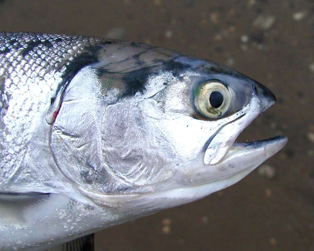 Recent Catch, Side View Of Head<br>(Location of Picture: Columbia River, Washington, USA, 06)