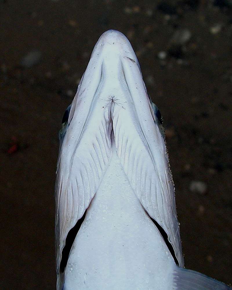 Recent Catch, Head Underside<br>(Location of Picture: Columbia River, Washington, USA, 06)