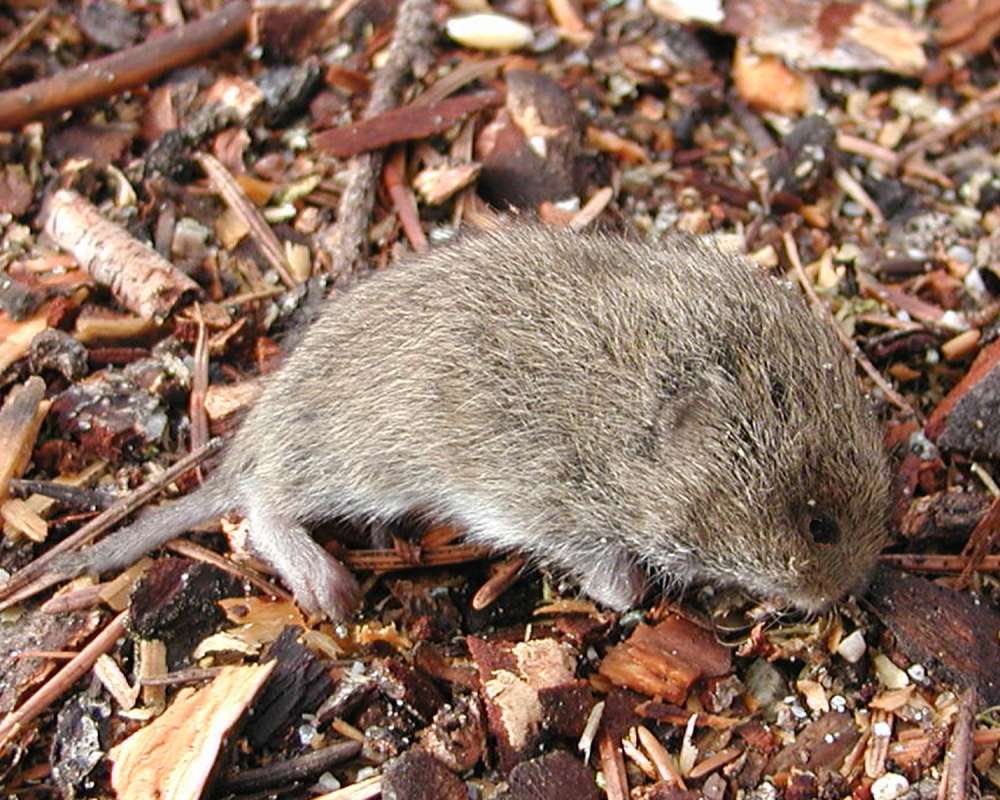 Close View<br>(Location of Picture: Okanogan, Washington, USA)