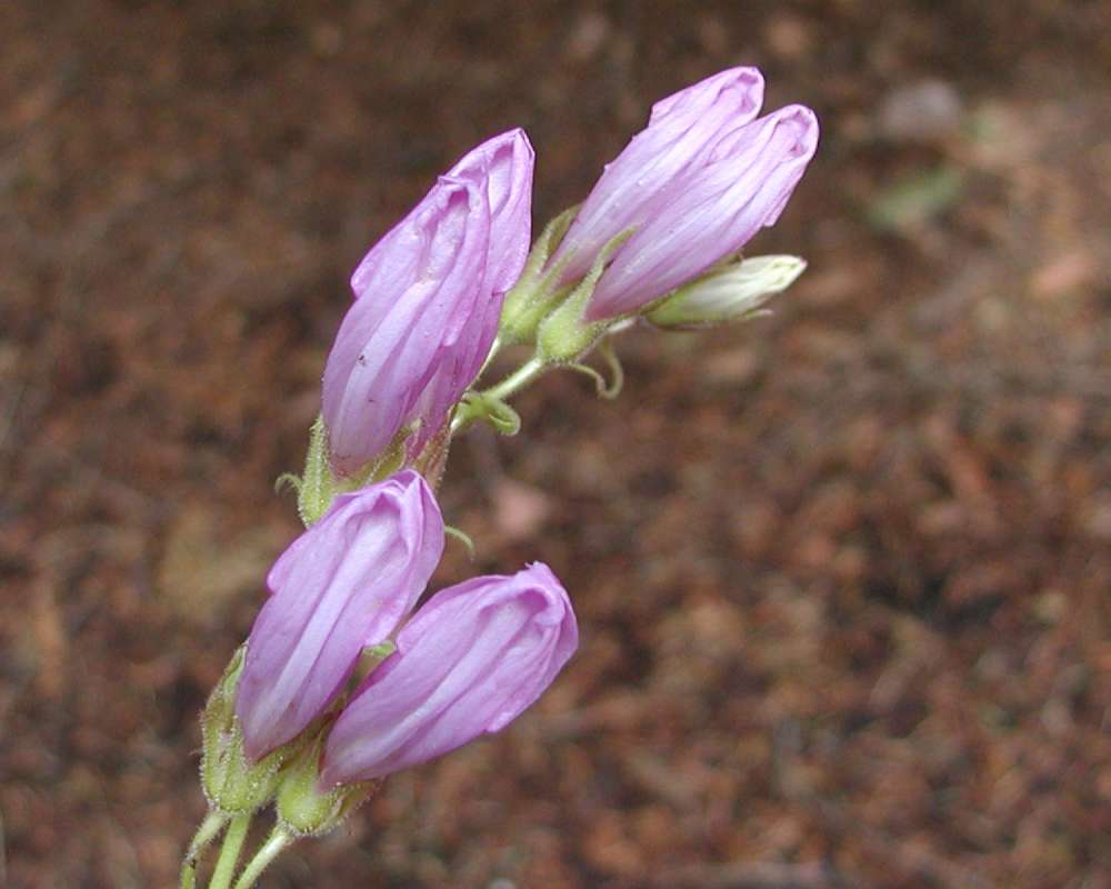 Flower - Underside<br>(Location of Picture: Blewitt Pass, Washington, 2006)
