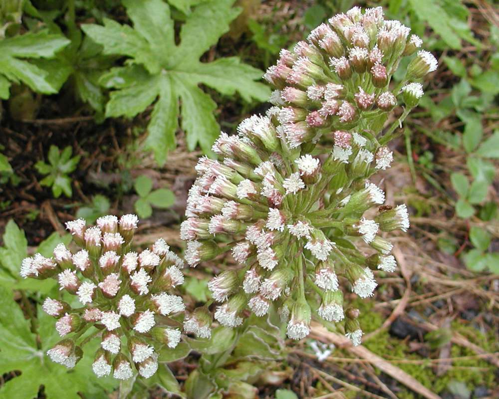 Flower Heads<br>(Location of Picture: Leavenwroth, Washington, USA, 2006)