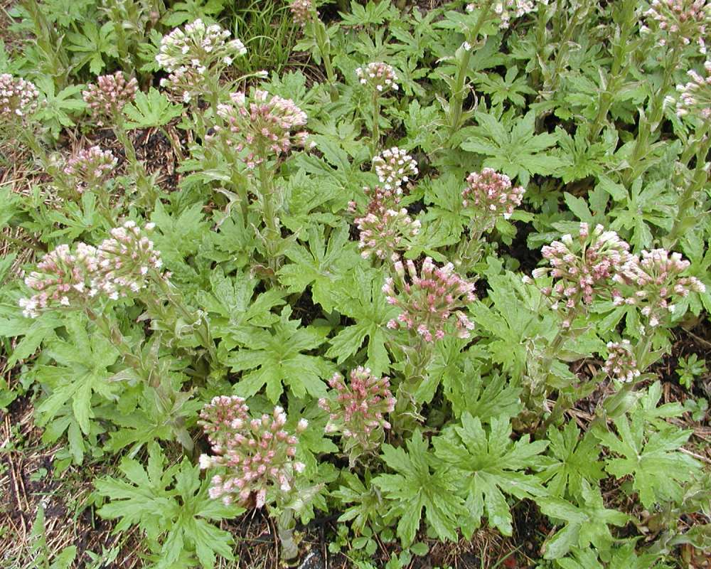 Habitat<br>(Location of Picture: Leavenwroth, Washington, USA, 2006)