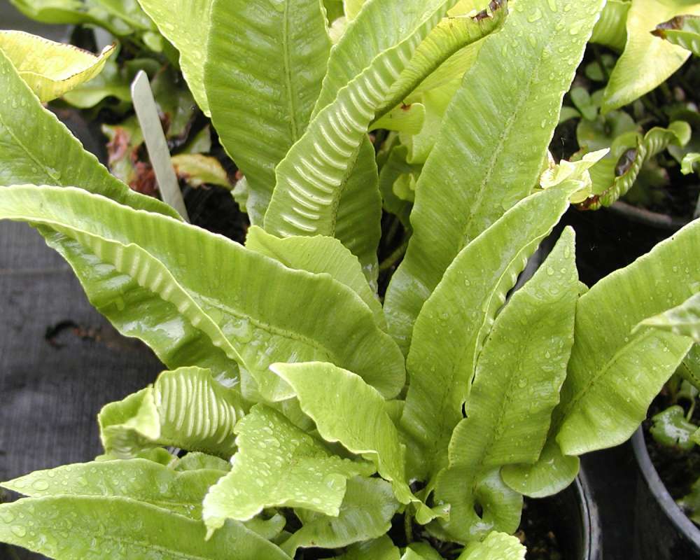 Leaves<br>(Location of Picture: Nursery Monroe, Washington, USA, 06)